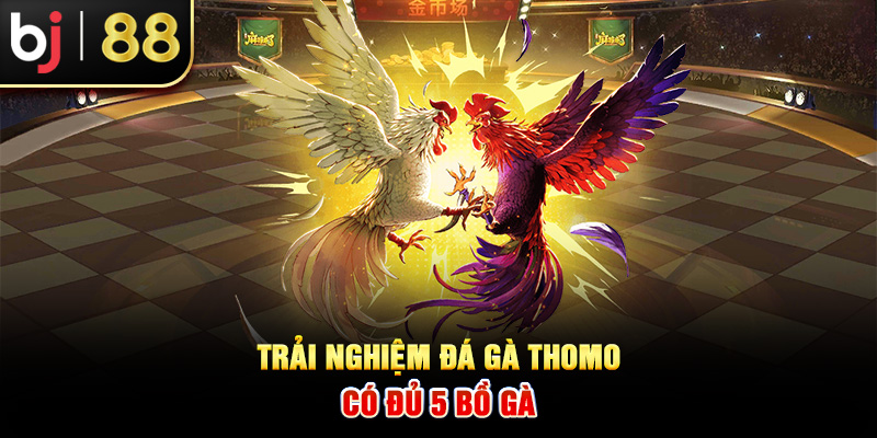 Trải nghiệm đá gà Thomo có đủ 5 bồ gà